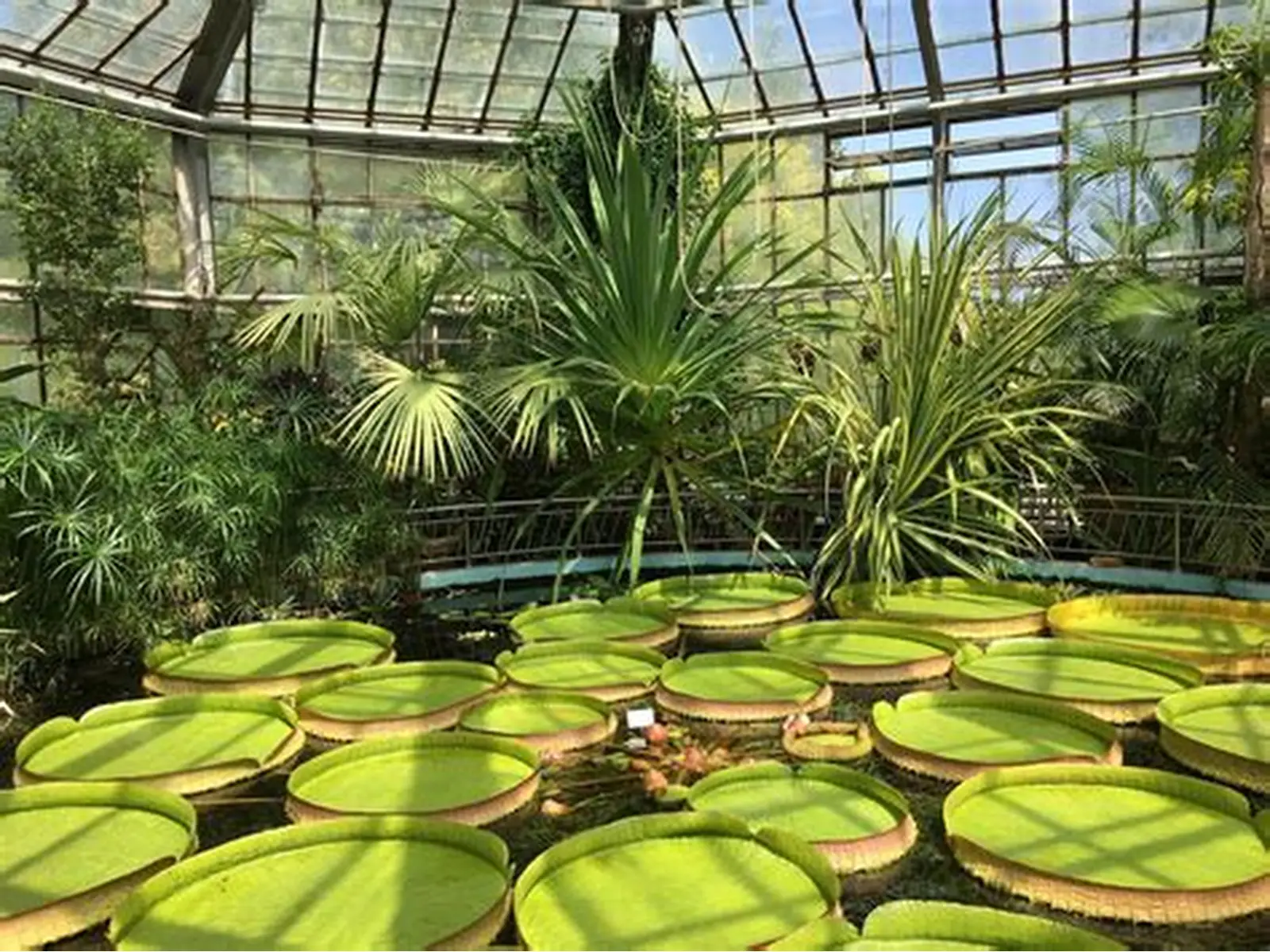 Grădina Botanică din Cluj aniversează 100 de ani de la deschidere. La ce expoziții și ateliere poți participa