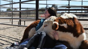 La o fermă din Anglia vacile pot fi mângâiate și periate. Ferma a renunțat la producția de lapte