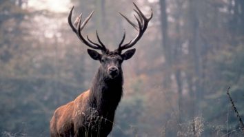 Recunoaşte că eşti iepure!