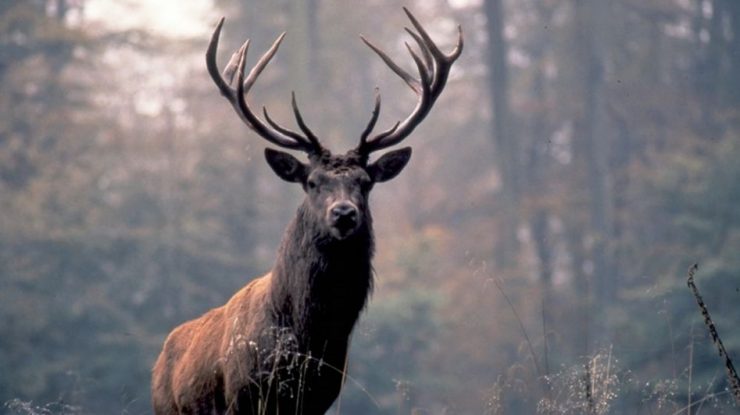 Recunoaşte că eşti iepure!