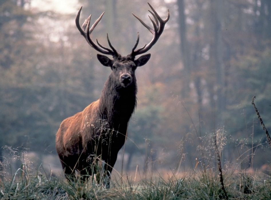 Recunoaşte că eşti iepure!