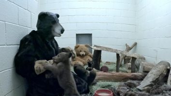 Angajații de la protecția mediului din San Diego s-au costumat în urși ca să crească un pui orfan