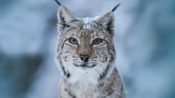 LYNX Festival revine cu a 3-a ediție la Brașov. Matei Truța, director: „Este un festival care apropie oamenii de natură”