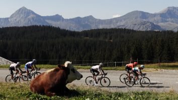 Etapa a 19-a din Turul Franței a fost scurtată după ce o turmă de vite infectate cu dermatită nodulară contagioasă a ajuns pe traseu