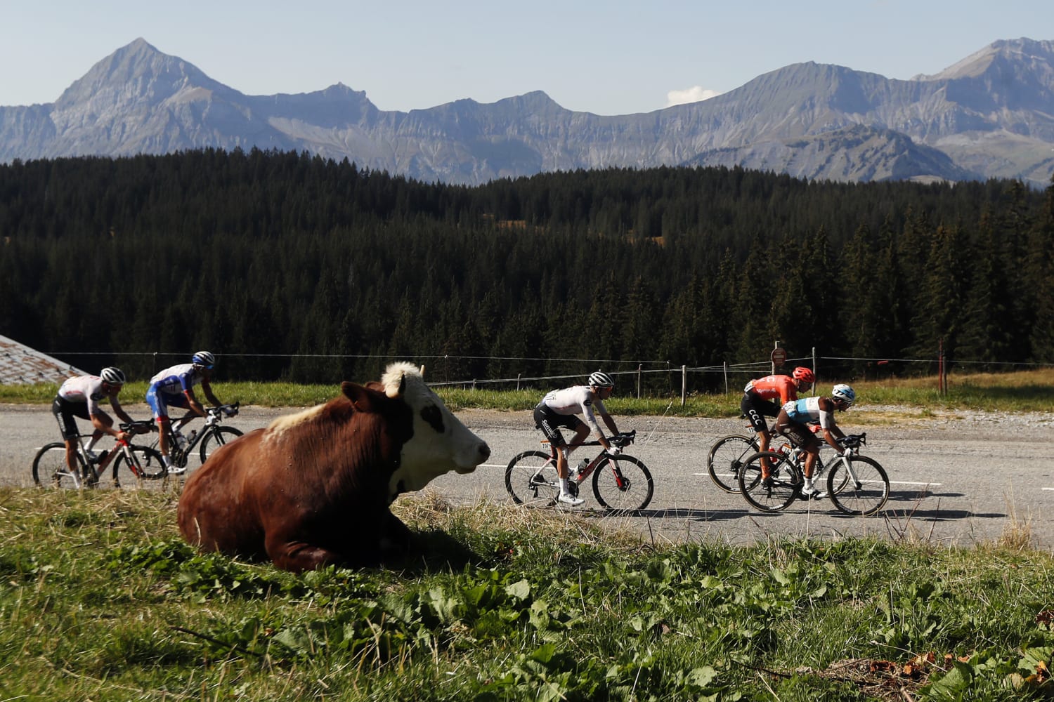 Etapa a 19-a din Turul Franței a fost scurtată după ce o turmă de vite infectate cu dermatită nodulară contagioasă a ajuns pe traseu