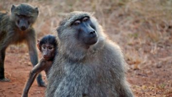 Mitul masculului Alfa este pus sub semnul întrebării. Cercetătorii au descoperit că în 70% din cazuri niciun sex nu domină clar