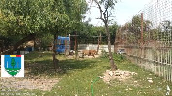 Un bărbat din Dâmbovița și-a făcut grădină zoologică în curte: Cerea bani pentru poze cu tigri și maimuțe