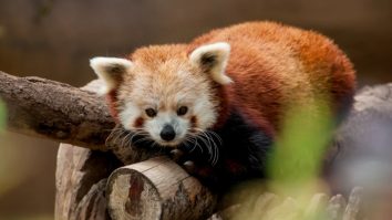 La un hotel din China, turiștii sunt treziți de un panda roșu. Specia este pe cale de dispariție