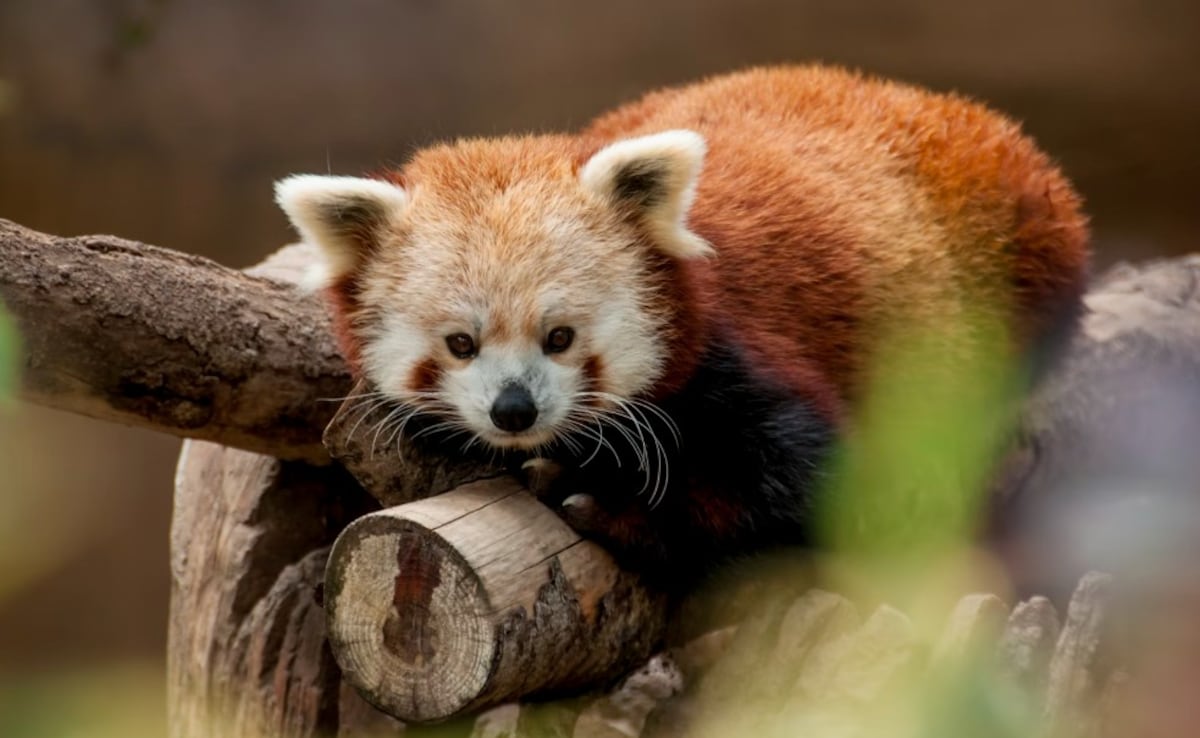 La un hotel din China, turiștii sunt treziți de un panda roșu. Specia este pe cale de dispariție