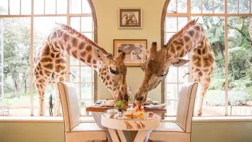 Cum ar fi să-ți începi ziua cu o girafă la fereastră? La Giraffe Manor, în Kenya, un conac elegant, la micul dejun ești vizitat de girafe