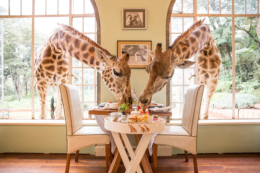 Cum ar fi să-ți începi ziua cu o girafă la fereastră? La Giraffe Manor, în Kenya, un conac elegant, la micul dejun ești vizitat de girafe