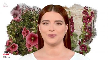 Un vârf de… nalbă mare