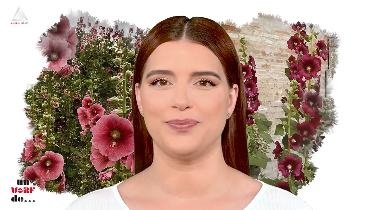 Un vârf de… nalbă mare