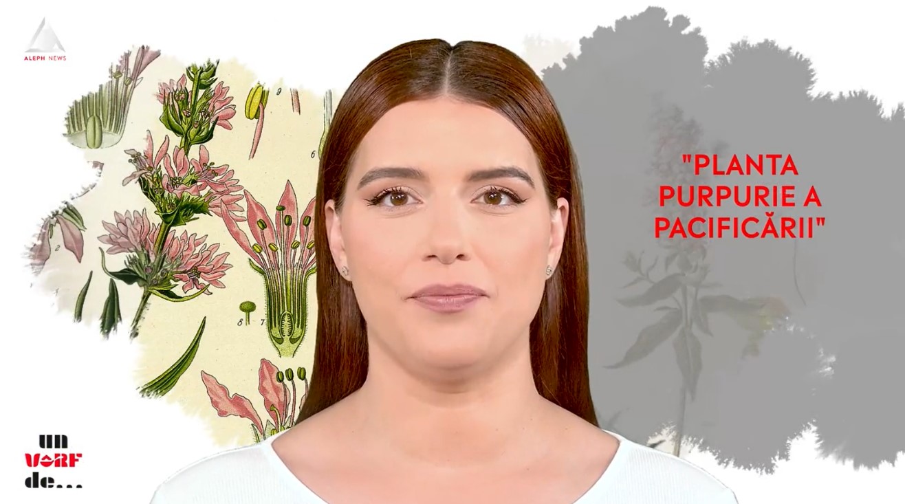 Un vârf de… Rachitan