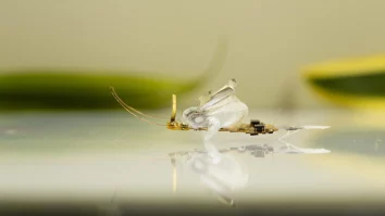 Americanii fac o fabrică de muște artificiale ca să combată larvele parazit. Prin ce situație critică trec Statele Unite