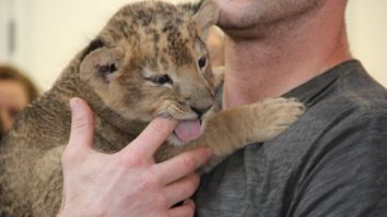 Un restaurant din China oferă clienţilor posibilitatea de a servi ceaiul ţinând în braţe un pui de leu