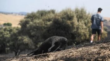 Mircea Spiridon, eroul român care a murit în incendiile devastatoare din Spania, este omagiat de spanioli. Premierul Pedro Sanchez transmite condoleanțe