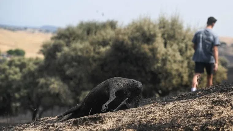 Mircea Spiridon, eroul român care a murit în incendiile devastatoare din Spania, este omagiat de spanioli. Premierul Pedro Sanchez transmite condoleanțe