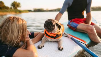 Câinii și pisicile capătă profiluri de dating virtuale pe TikTok. Un sfert dintre stăpâni spun că ar ieși în oraș cu versiunea umană