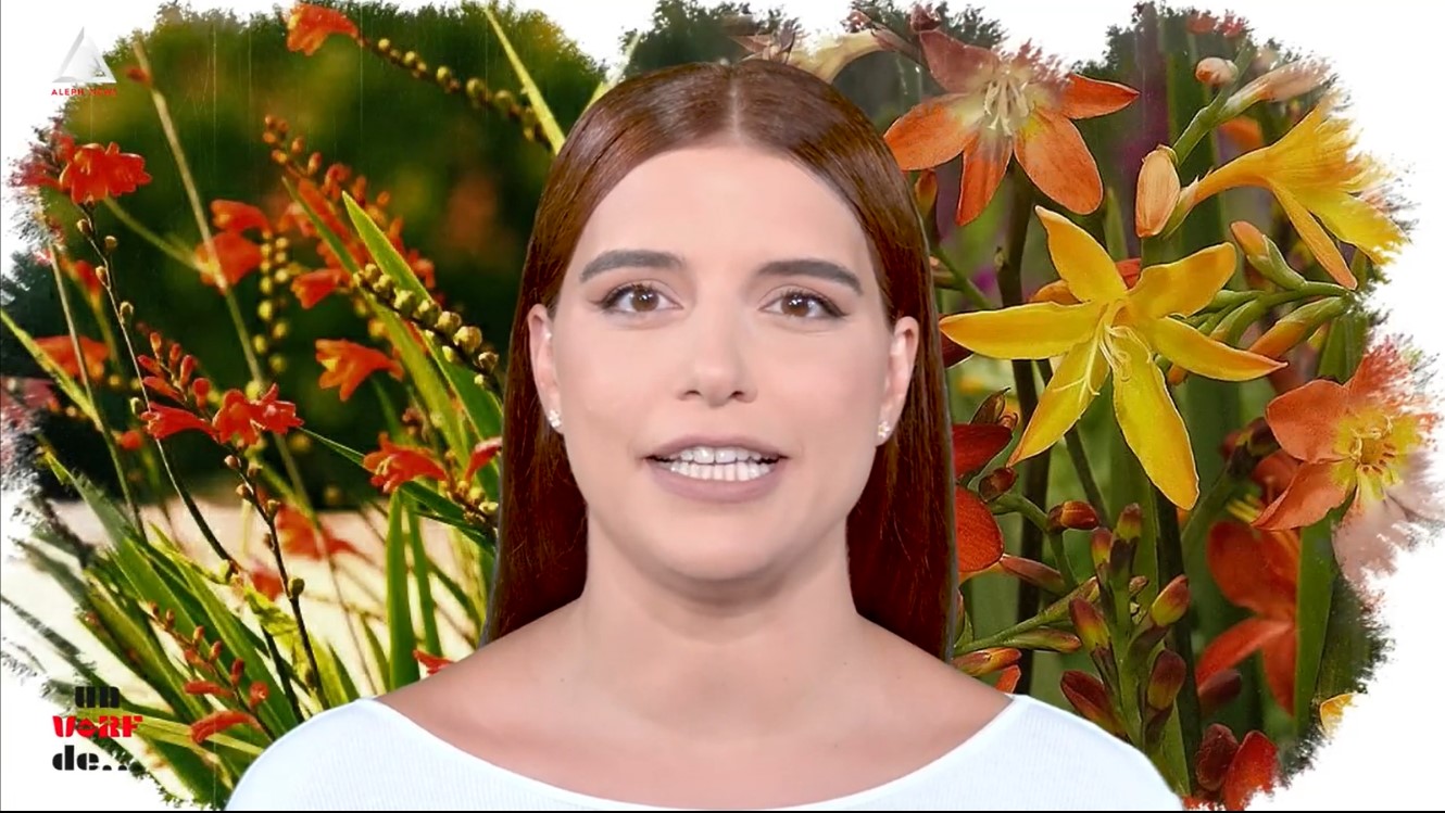 Un vârf de… Crocosmia