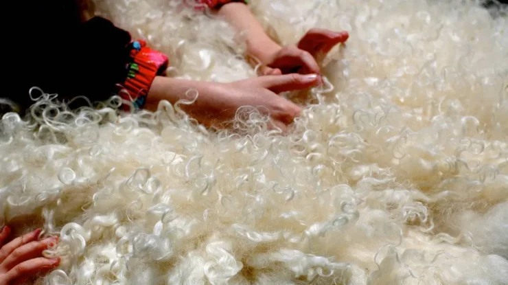 Cercetătorii de la King’s College au descoperit cum să repare smalțul. Keratina din lâna și părul de oaie previn cariile