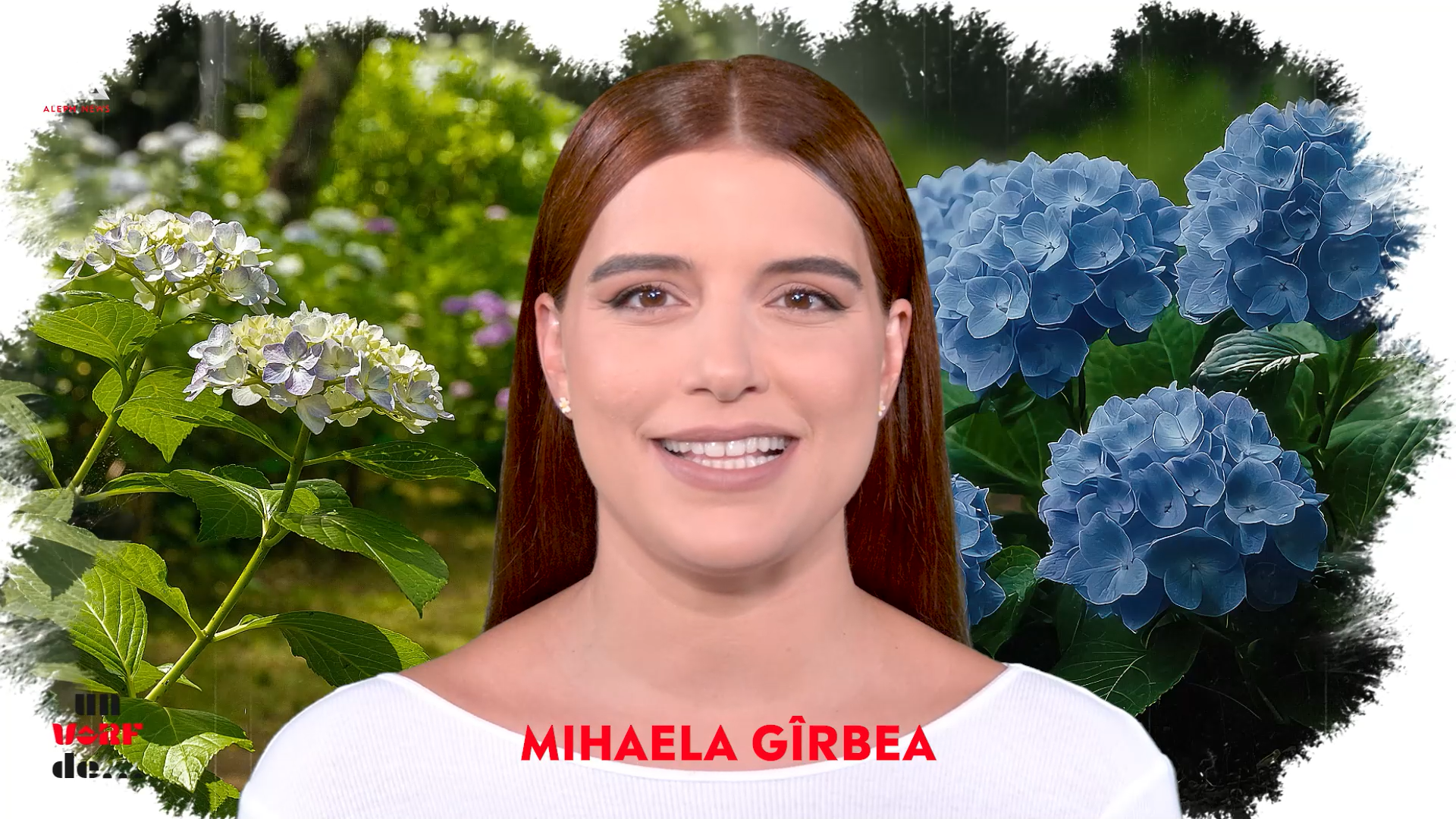 Un vârf de… Hortensia