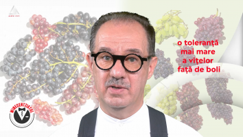 Winecentziatul. Cum obții o varietare de vinuri