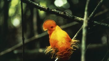 Căldura extremă afectează păsările tropicale. Numărul lor s-a redus cu 25-38% în ultimii 50 de ani