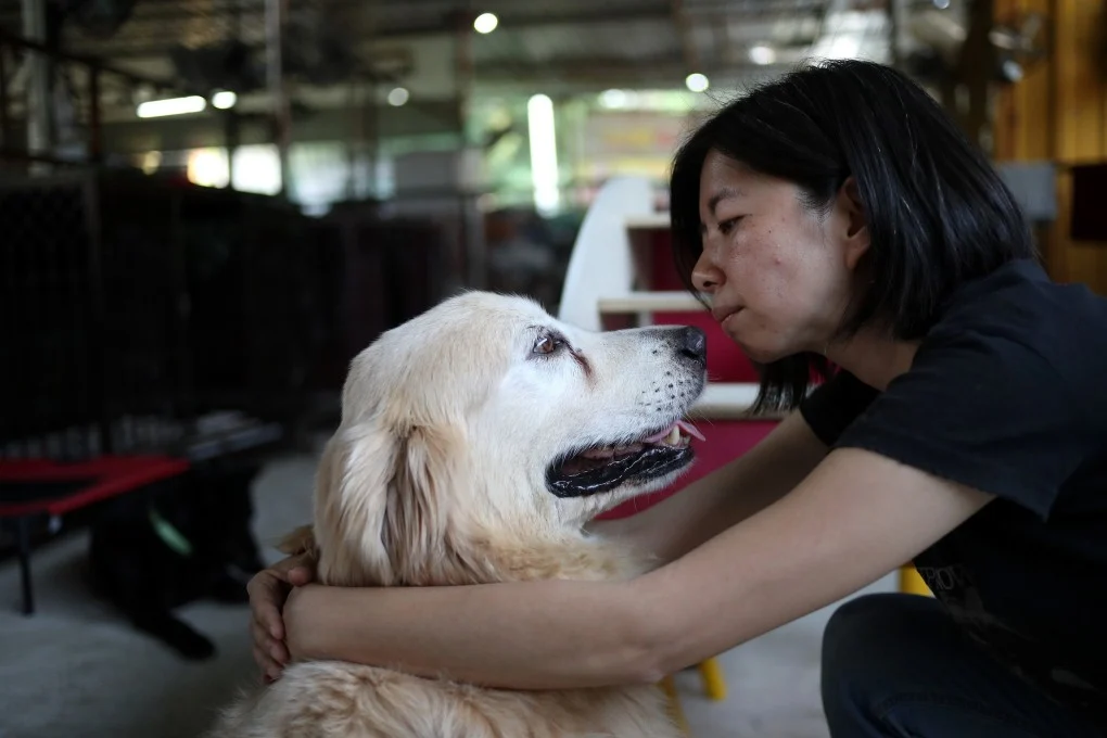 China schimbă regulile ospitalității. În Wuhan, turiștii pot închiria un câine de companie pentru o noapte ca să le țină de urât