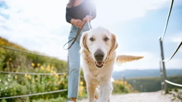 Persoanele care au câini prezintă un risc cu 40% mai mic de a dezvolta demență. Ce beneficii au animalele asupra creierului