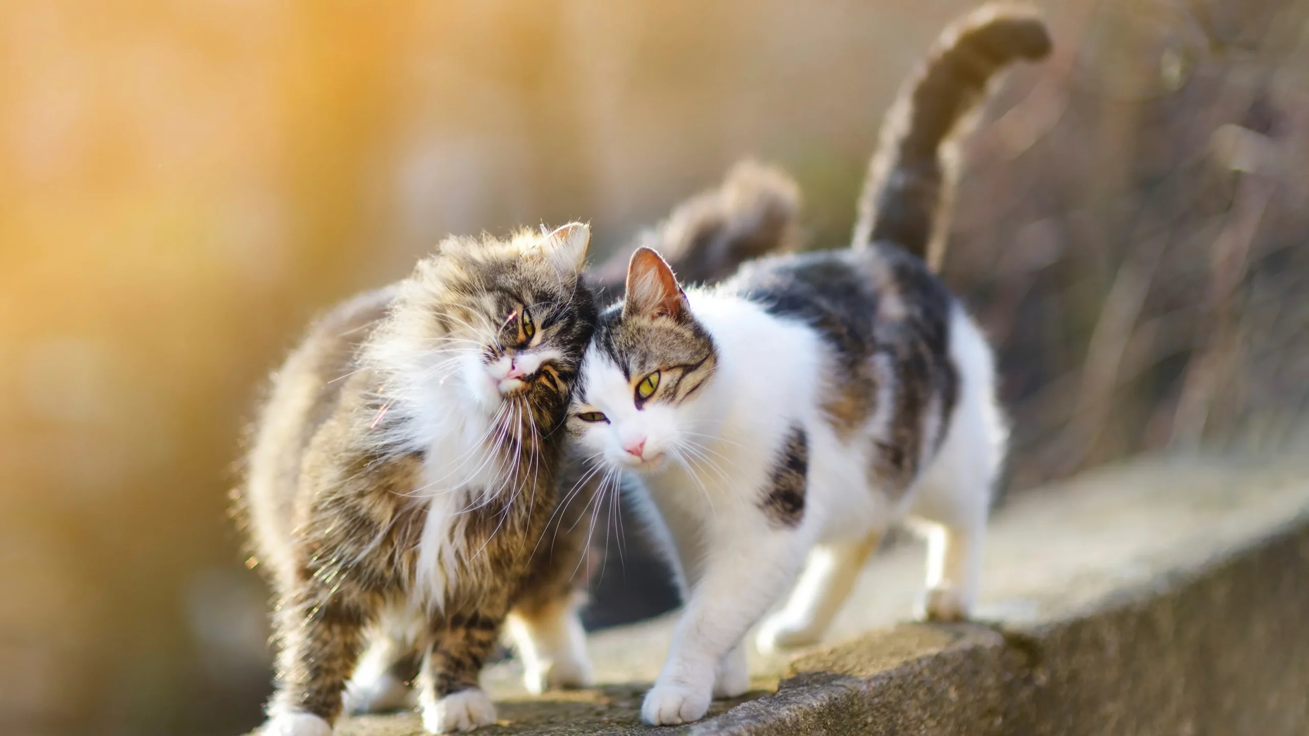 Astăzi e Ziua Mondială a Pisicilor și România conduce clasamentul european al iubitorilor de feline. Ce știi despre cel mai iubit animal de companie?