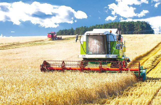 Anul 2025 aduce a doua cea mai bună recoltă din ultimii cinci ani în agricultură. Grâul şi rapiţa au atins maxime istorice