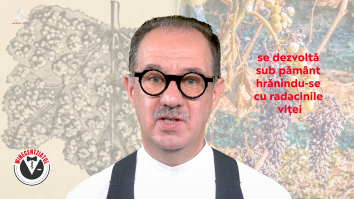Winecentziatul. Altoirea viței de vie