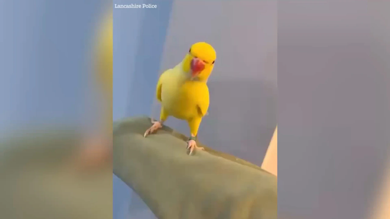 Poliția britanică prinde o rețea de traficanți de droguri cu ajutorul papagalului Mango