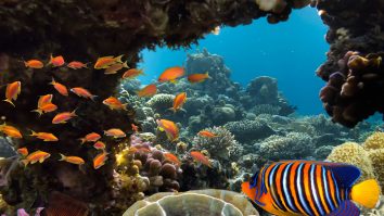 Biodiversitatea marină va fi apărată prin lege. Ce înseamnă intrarea în vigoare a tratatului ONU