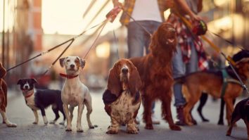 INSCOP: 57% dintre români au un animal de companie. 12% dintre români își iau animale pentru a-i învăța pe copii să fie responsabili