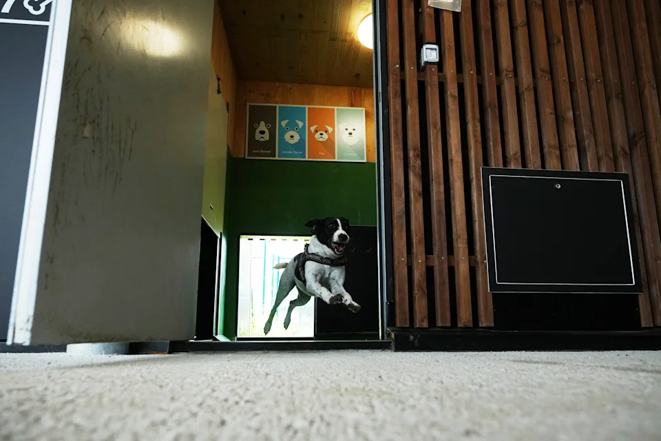 „Dog Relais” este noul hotel canin, deschis în aeroportul Fiumicino. Ce trebuie să știi dacă vrei să pleci cu patrupedul în vacanță