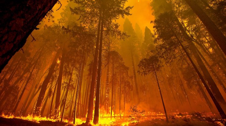 UE: Declanșarea climatică și pierderea faunei distrug ecosistemele esențiale economiei. Peste 80% din habitatele protejate sunt în stare proastă