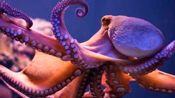 Caracatițele au dezvoltat abilități cognitive remarcabile. Ce au descoperit cercetătorii