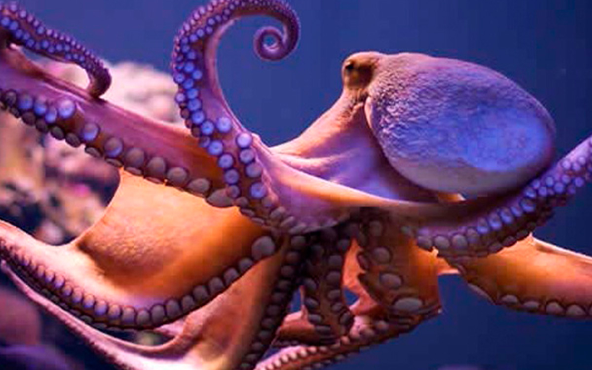 Caracatițele au dezvoltat abilități cognitive remarcabile. Ce au descoperit cercetătorii