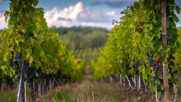 Micii culegători ai toamnei. Tradiția „struguritului” are loc la Sâmburești de 15 ani