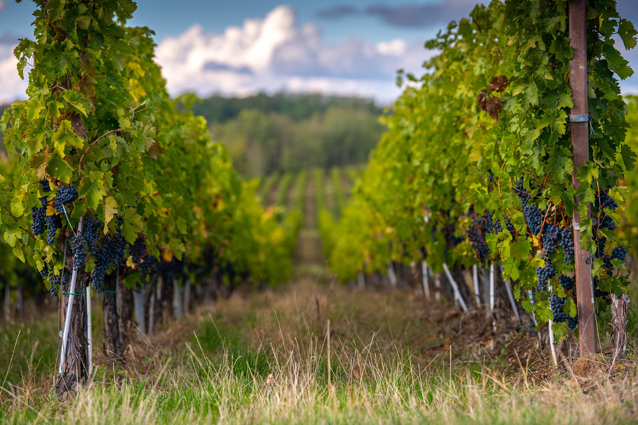 Micii culegători ai toamnei. Tradiția „struguritului” are loc la Sâmburești de 15 ani