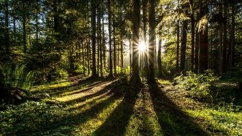 Marea Britanie propune o lege care oferă naturii drepturi proprii. Legea cere „prevenirea” distrugerii acesteia, nu doar reparații