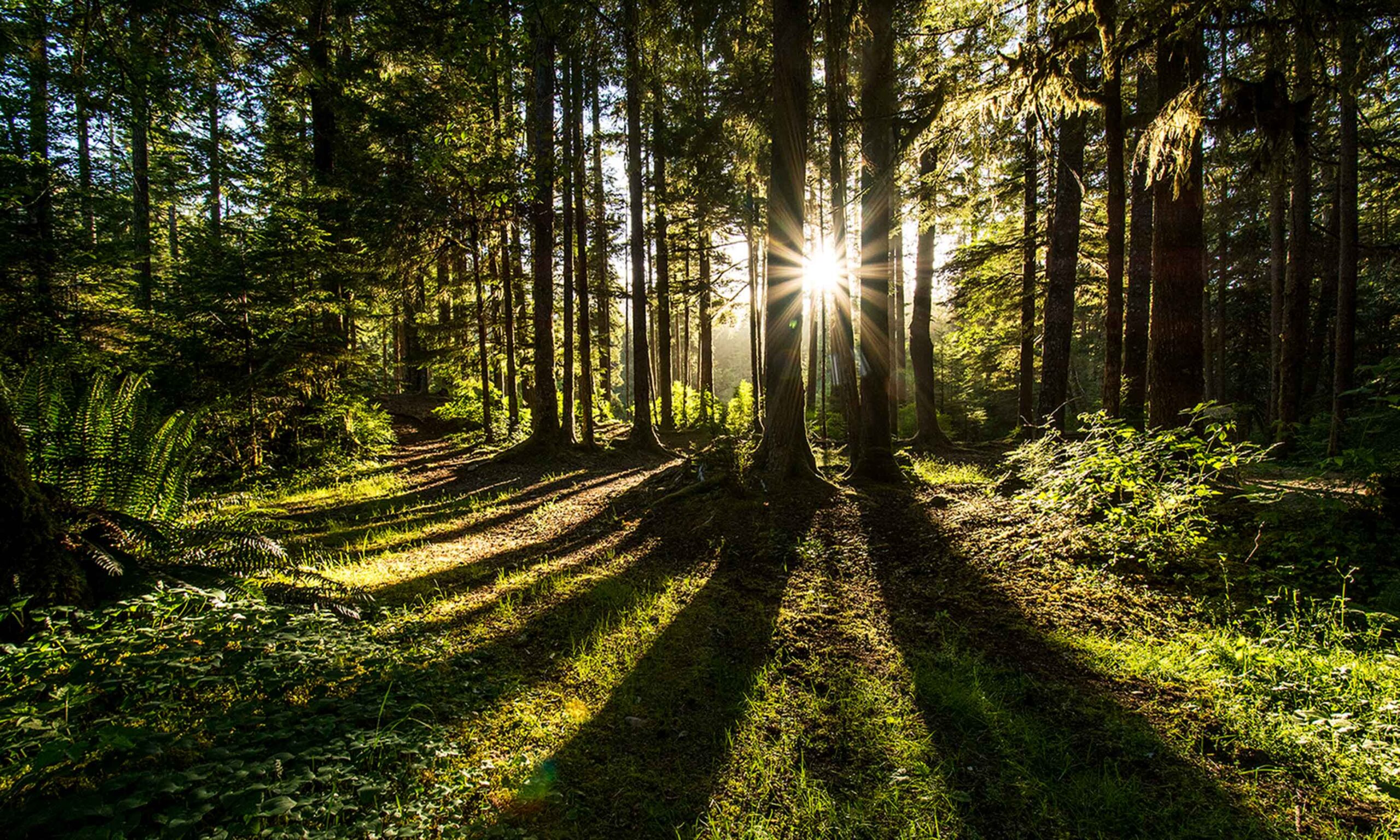 Marea Britanie propune o lege care oferă drepturi proprii naturii. Legea cere prevenirea distrugerii acesteia, nu doar reparații