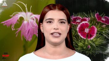 Un vârf de…Dianthus