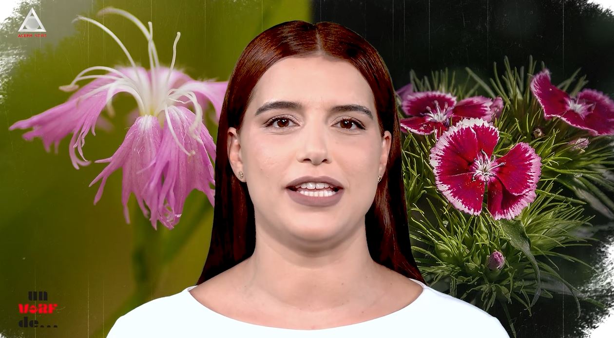 Un vârf de…Dianthus