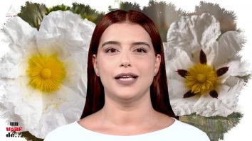 Un vârf de…Cistus