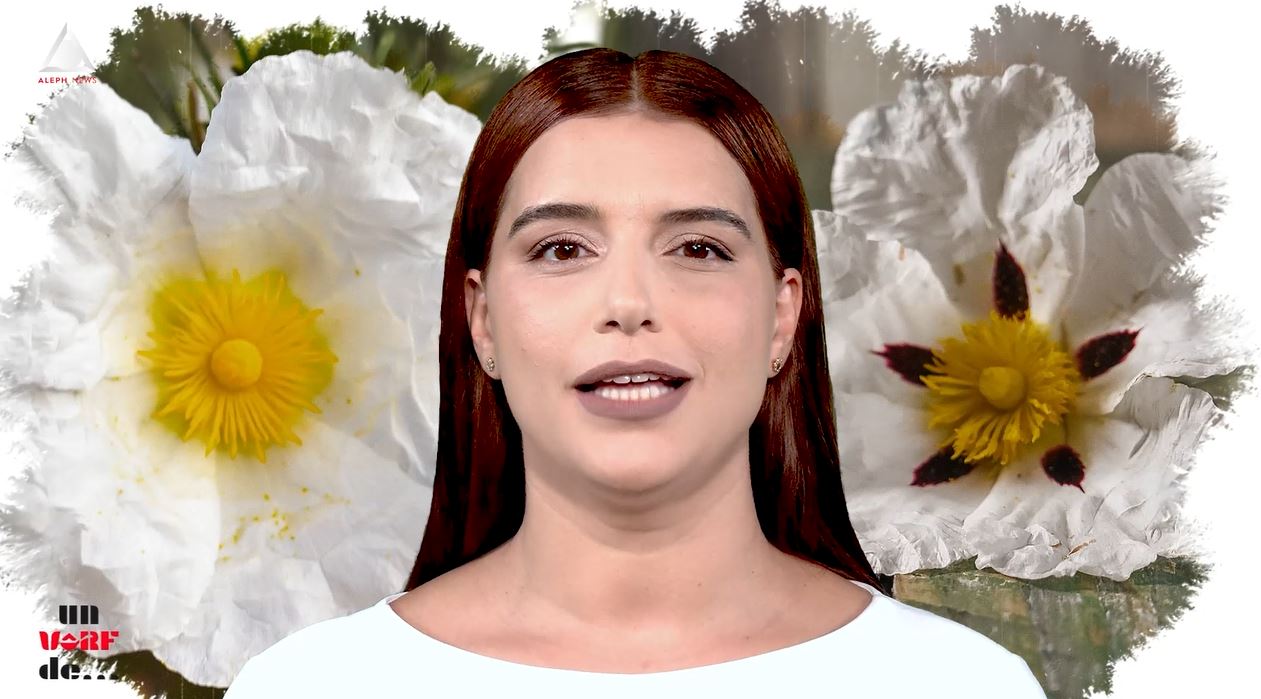 Un vârf de…Cistus