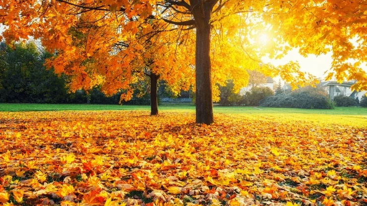 Începi ziua cu nori, dar pe parcursul zilei razele soarelui își fac simțită prezența. În București, maxima zilei urcă la 15 grade Celsius