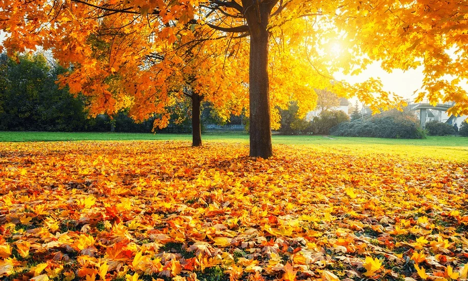 Începi ziua cu nori, dar pe parcursul zilei razele soarelui își fac simțită prezența. În București, maxima zilei urcă la 15 grade Celsius